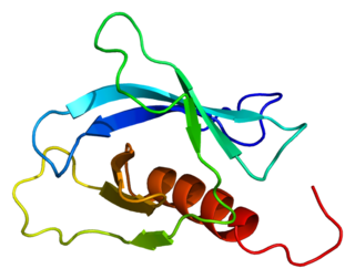 FGD3 Protein-coding gene in the species Homo sapiens