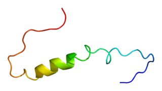 KCNMB2 protein-coding gene in the species Homo sapiens