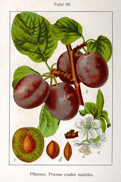 File:Prunus domestica Sturm08063.jpg