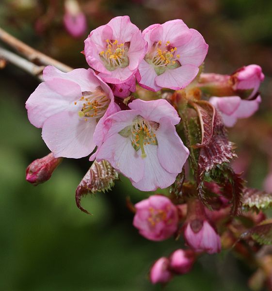 File:Prunus nipponica (flowers).JPG