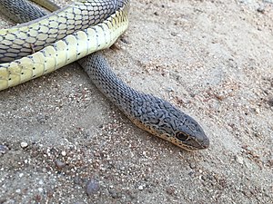 Psammophis phillipsii Olive Grass Racer 2.jpg