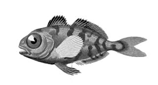 <i>Psenes maculatus</i> Species of marine bony fish