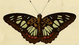 <i>Pseudacraea semire</i> Species of butterfly