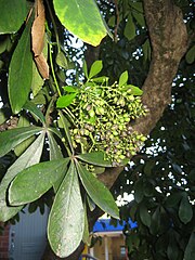 Mature tree with fruit PseudopanaxLessonii-003.jpg