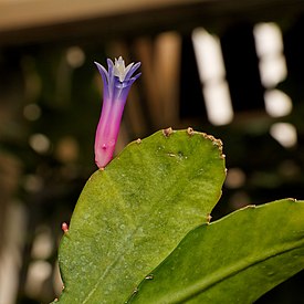 Disocactus amazonicus