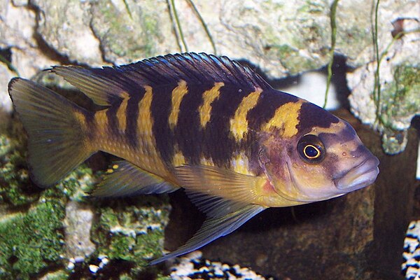 The bumblebee cichlid, Pseudotropheus crabro, is specialised in feeding on parasites from the catfish Bagrus meridionalis.