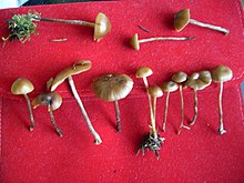 Psilocybe Silvatica 02.JPG