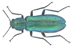 Psilothrix viridicoeruleus (Geoffroy in Fourcroy, 1785) (16774575602).png