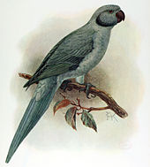 Keulemans' plate from Walter Rothschild's 1907 book Extinct Birds, based on his 1875 illustration of the female specimen Psittacula exsul (extinct) by J.G. Keulemans.jpg