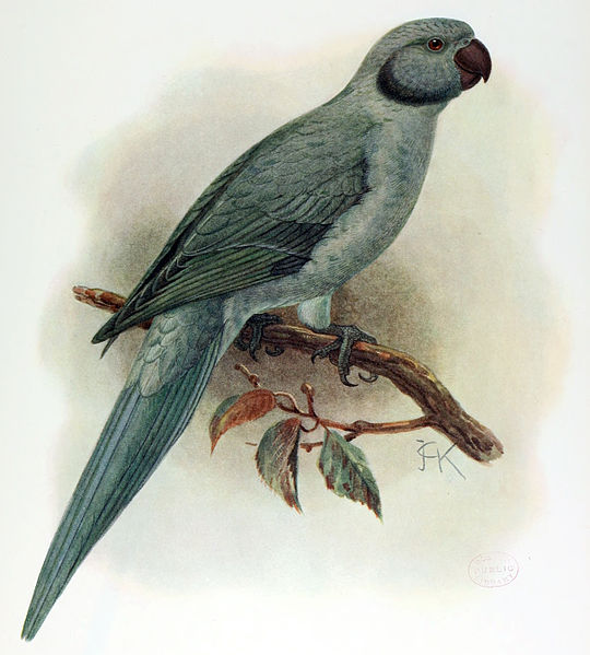 File:Psittacula exsul (extinct) by J.G. Keulemans.jpg