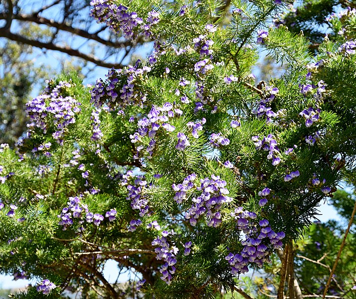 File:Psoralea pinnata 07.jpg