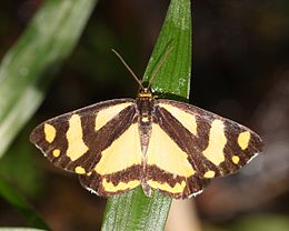 Psychostrophia melanargia