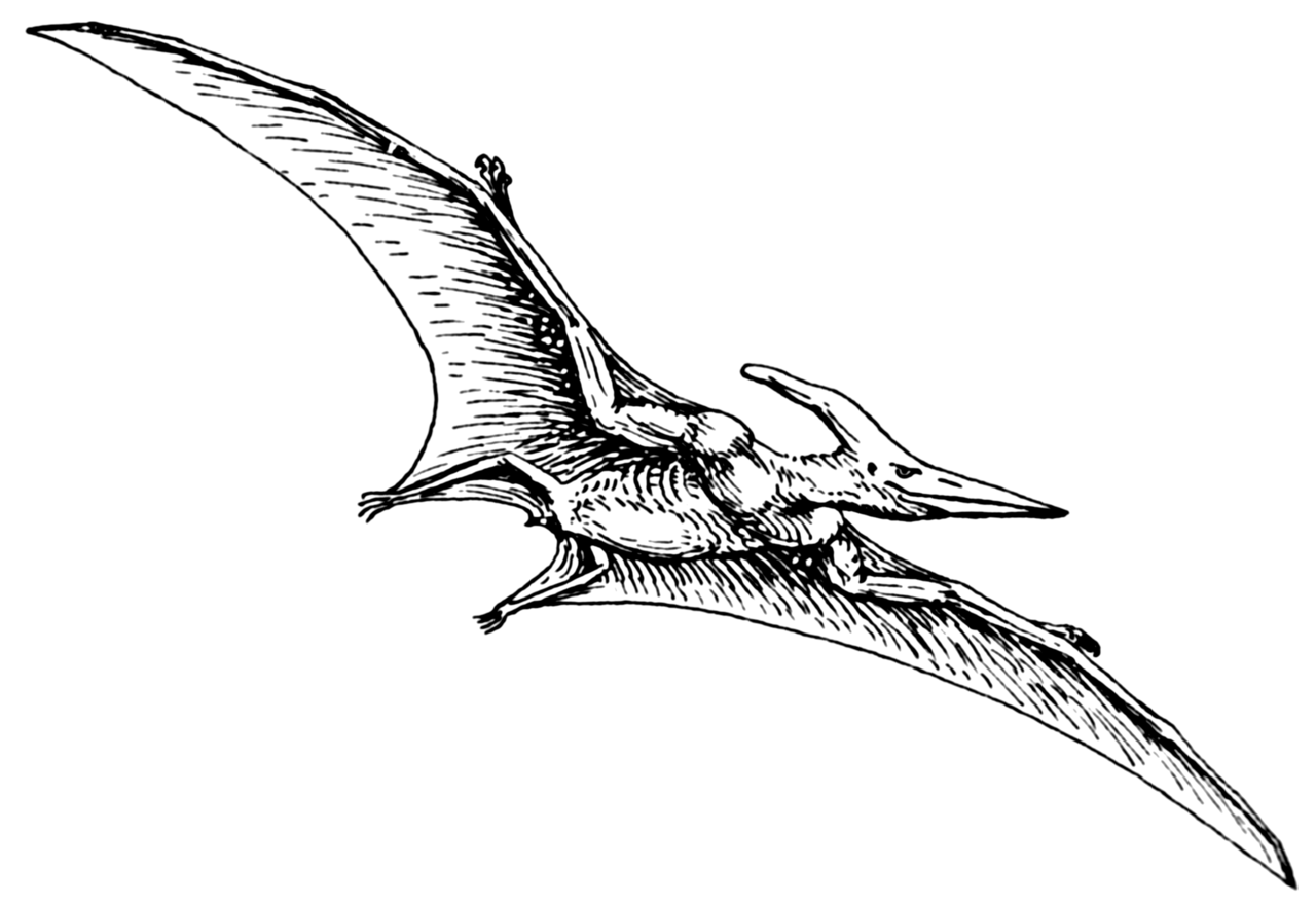 File:Pterodactyl (PSF).png - Wikipedia