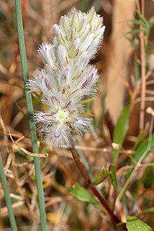 Ptilotus pyramidatus - 48450076151.jpg