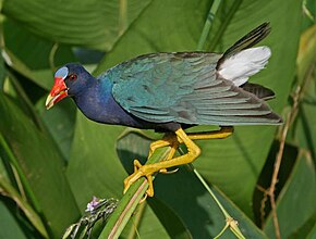 Descrizione dell'immagine PurpleGallinule.jpg.