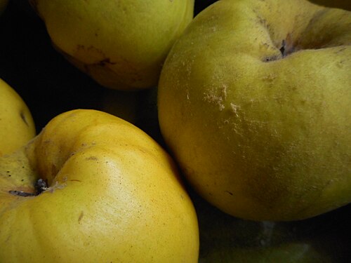 closeup of Russian quinces 'Aromatnaya'