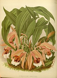 plate 494 Coelogyne speciosa