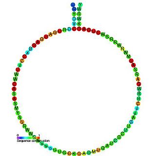 Small nucleolar RNA SNORD25