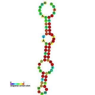 Hepatitis C virus stem-loop VII