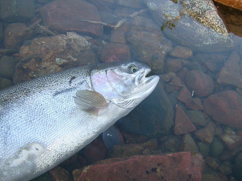 File:Rainbow trout (St Mary's Rapids) 1.JPG