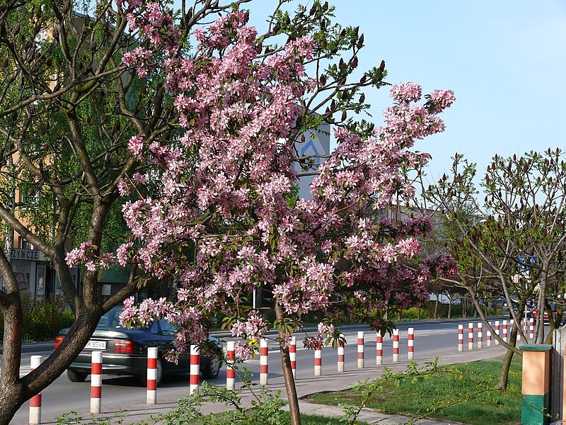 File:Rajska jabłoń - Malus - panoramio.jpg