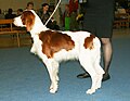 Irish Red and White Setter