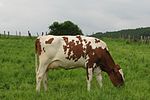 Photo couleur d'une vache pie rouge à stature fine et mamelle développée.