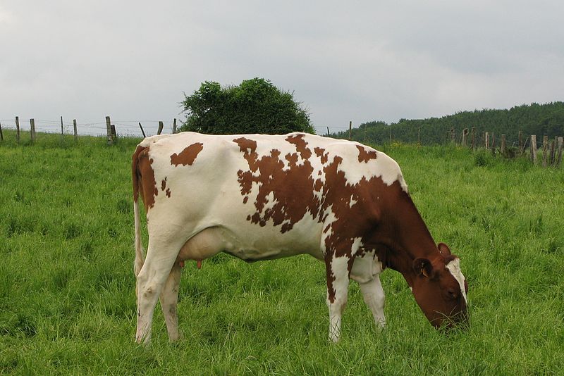 File:Red Holstein.jpg