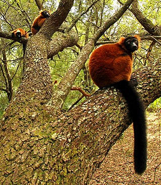 <span class="mw-page-title-main">Lemur Conservation Foundation</span>