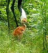 Red crowned crane 20200621 Tancho Baby.jpg