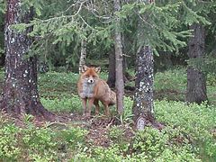 Red fox norway 1.JPG