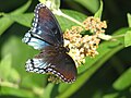 Red spotted purple butterfly