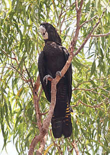 Female, Northern Territory Redcocky-female.jpg