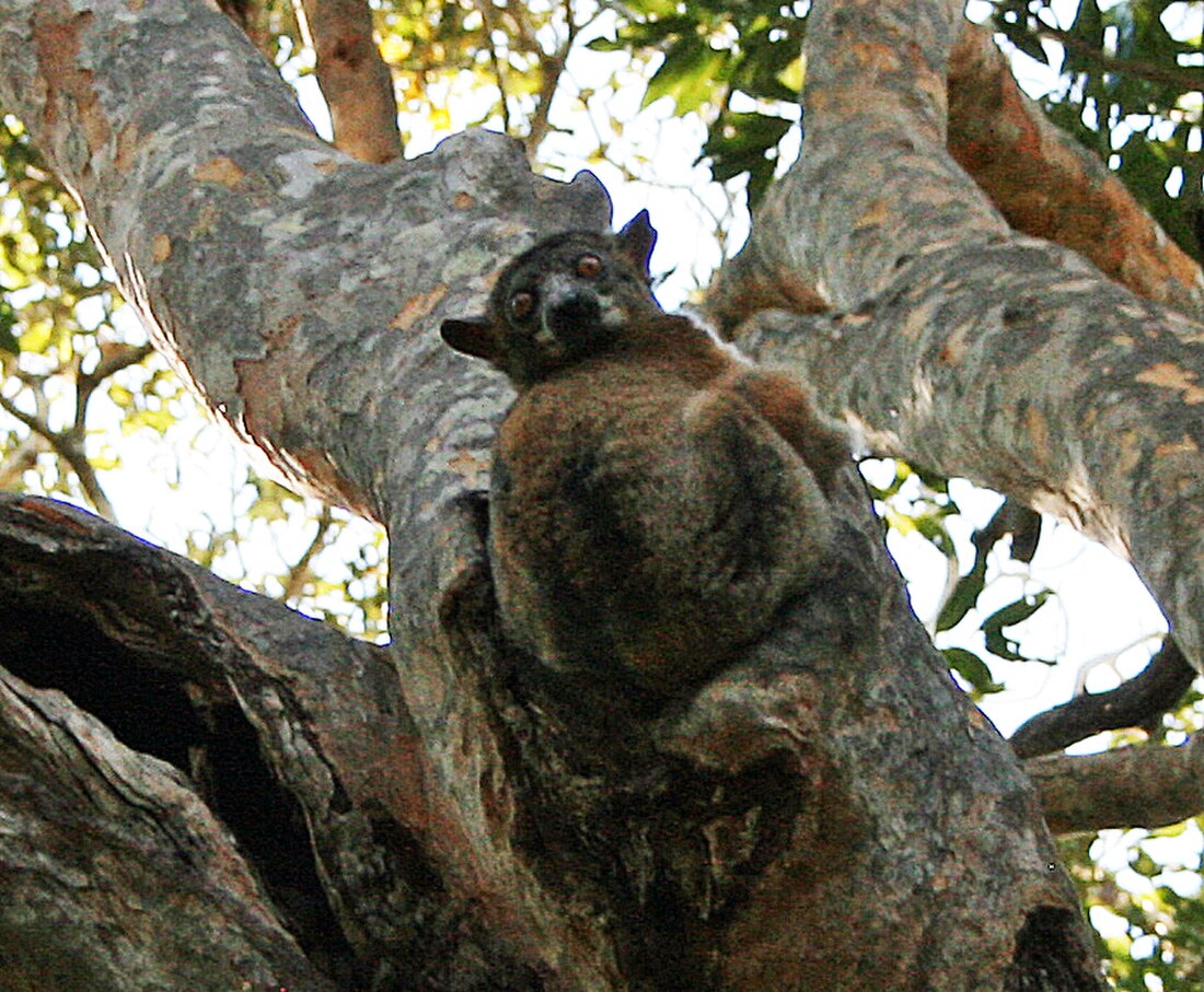 Lepilemur ruficaudatus