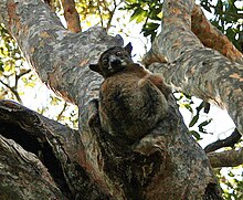 Redtailed sportive lemur.jpg