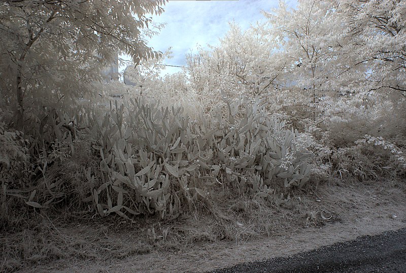 File:Reiners el Vilar 2013 07 13 01 IR F.jpg