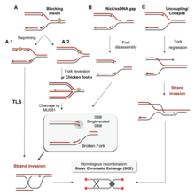 Dna Replication Wikipedia