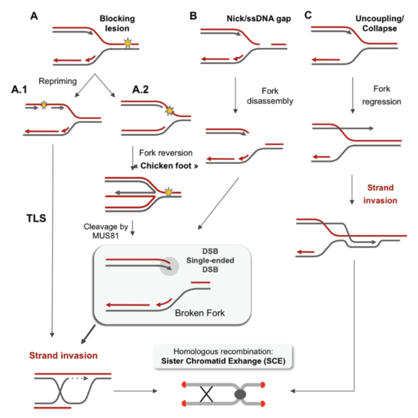 File:Replication fork restarts by homologous recombination following replication stress.png