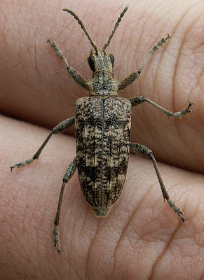 Hagelgevär (Rhagium inkvisitor)