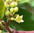 Close-up, Flower cluster