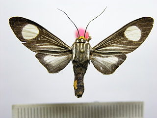 <i>Rhipha niveomaculata</i> species of insect