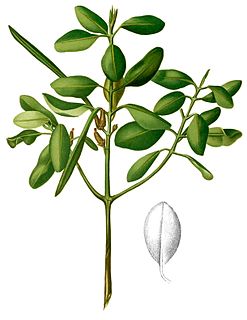 <i>Ceriops</i> Genus of flowering plants