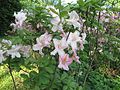 Rhododendron 'Pasaciņa'