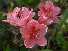 Rhododendron kaempferi var. kaempferi 、ヤマツツジ4256409.JPG