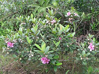 <i>Rhodomyrtus tomentosa</i> Species of flowering plant