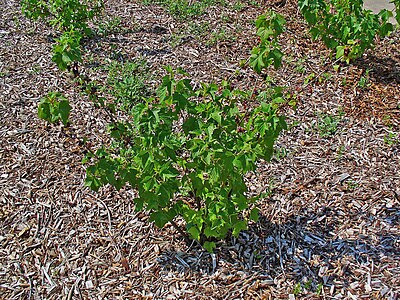 Ribes nigrum Habitus