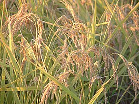 Rice Japonica Koshihikari.jpg