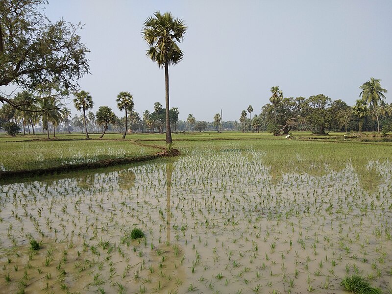 File:Rice Patti in Duvva, India.jpg