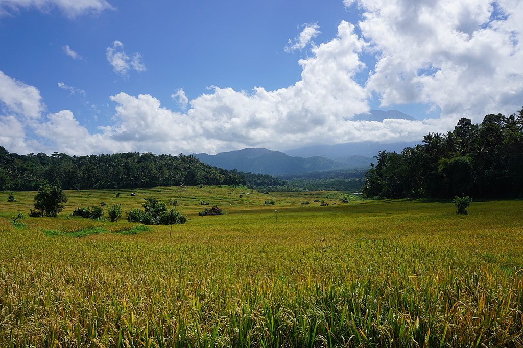 Rice Terrace of Bandem