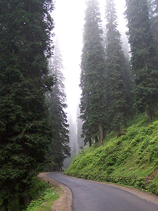 <i>Abies pindrow</i> Species of conifer